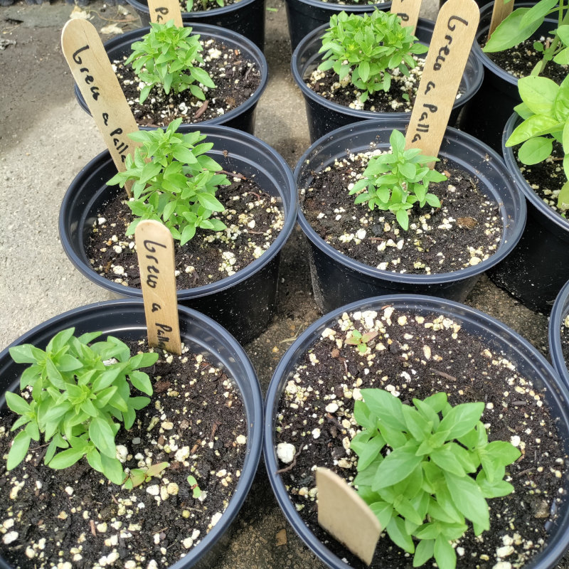 Plants